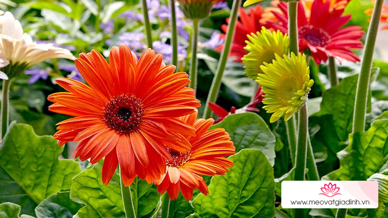 Hoa cúc Gerbera là một loài cây có khả năng hấp thụ benzene