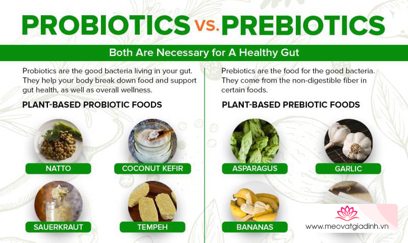 Phân biệt prebiotic và probiotic