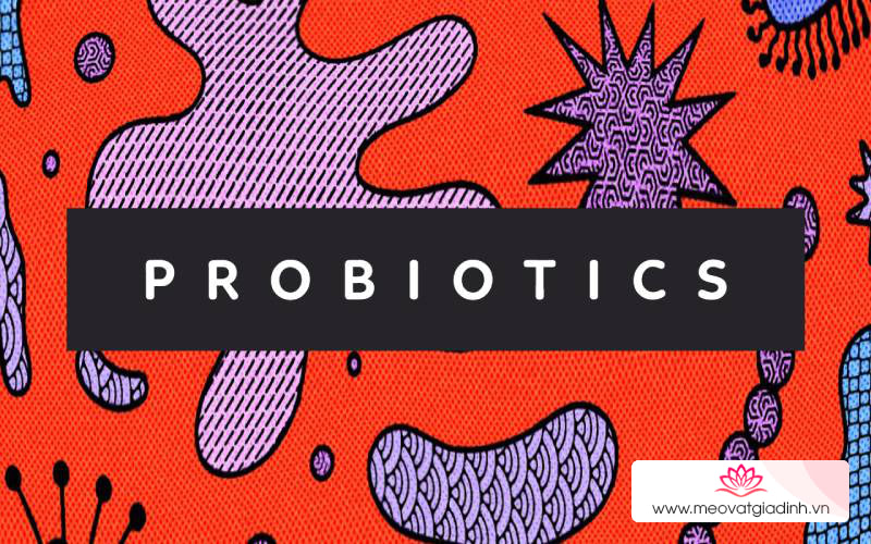 Probiotics: là những vi khuẩn có lợi