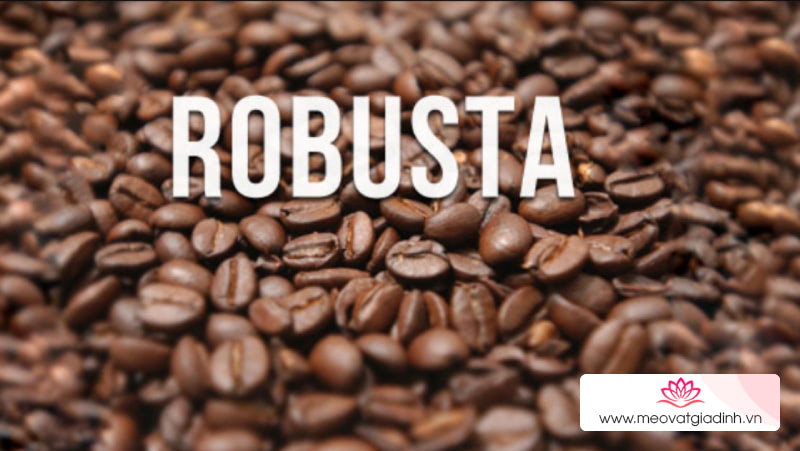 Cà phê Robusta