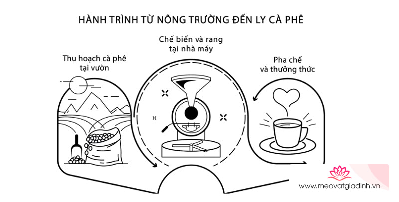 hành trình từ nông trường đến ly cà phê