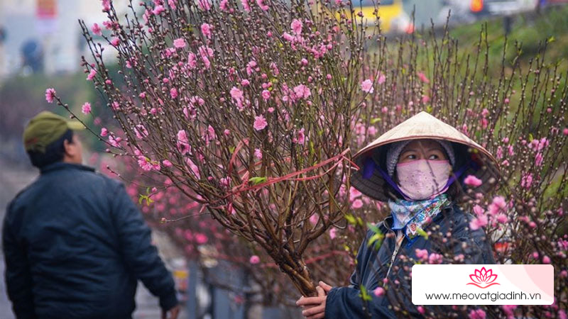 Mẹo giúp hoa lâu tàn