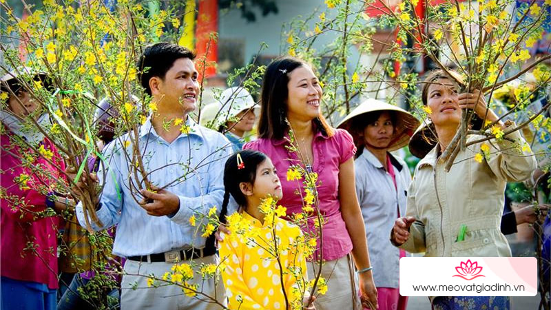 Mua cành mai chưng tết