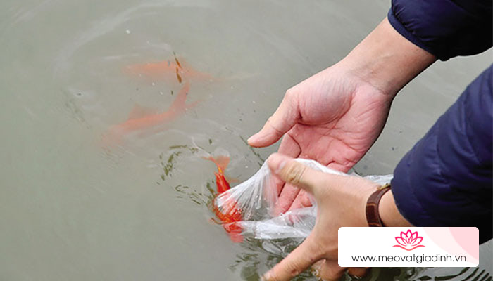 Thả cá chép trên cầu, thả luôn bao nilon, sai lầm to lớn ngày cúng ông Táo