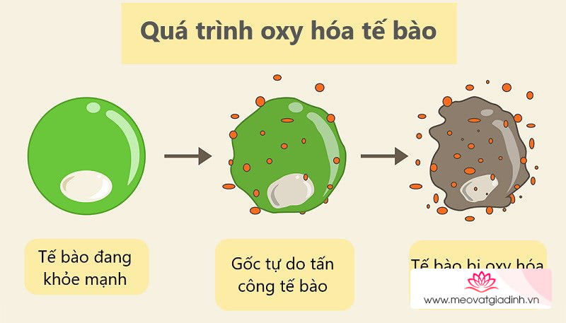 đu đủ chứa nhiều chất chống oxy hóa