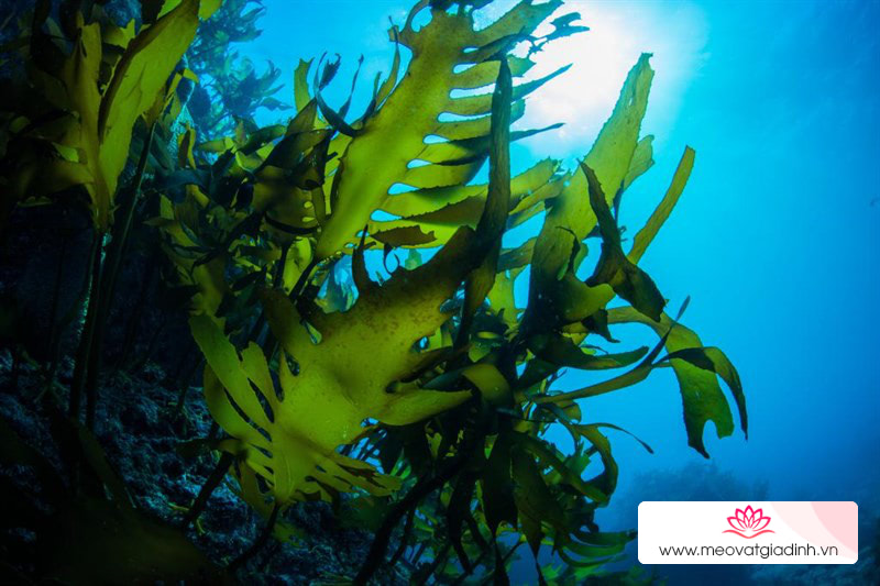 Rong biển còn gọi là tảo bẹ và có khá nhiều màu