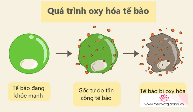 Cải xoong chứa chất chống oxy hóa cao