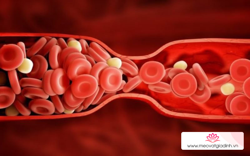 Sữa hạt điều có thể hỗ trợ đông máu