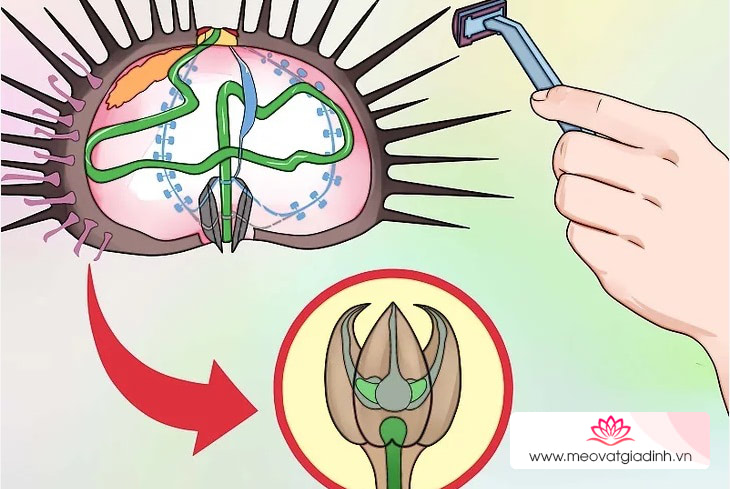 Lấy chân kìm nhỏ của nhum biển.