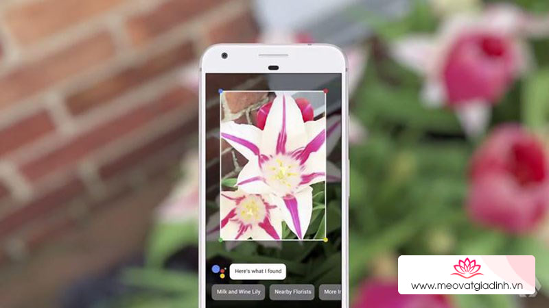 Google Lens là gì? Cách sử dụng công cụ tìm kiếm ảnh thông minh trên Android