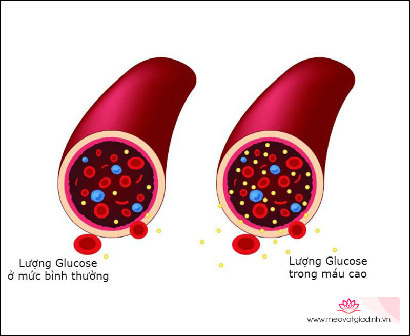 sâm đất giảm lượng glucose 