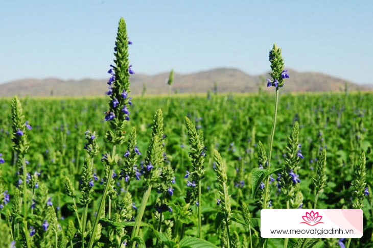 cây Salvia Hispaniola