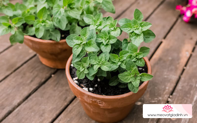 Đặc điểm của oregano 