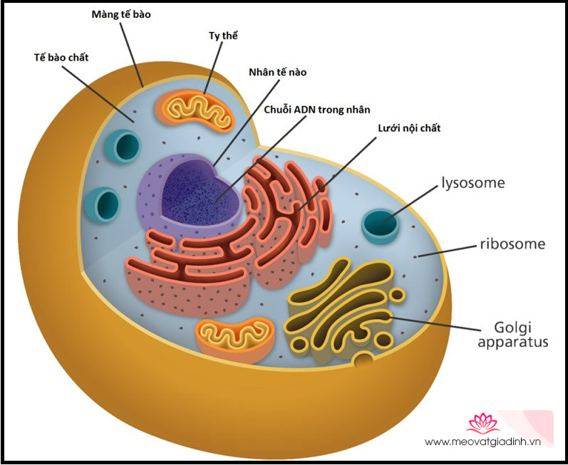 Rau sam bảo vệ màng tế bào và tế bào