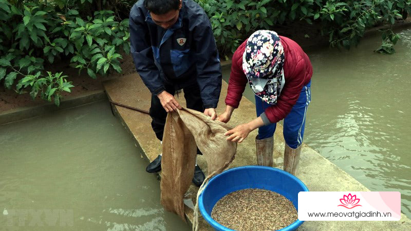 Rươi sống tại vùng nước nhiều vi khuẩn