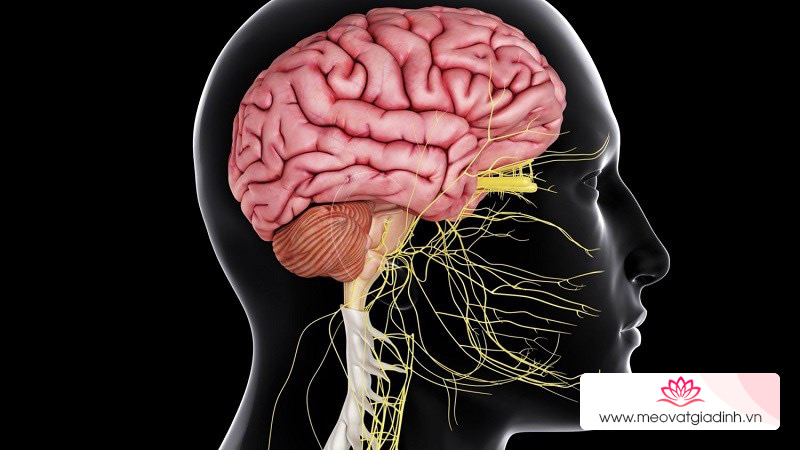 Thức ăn nhanh làm ảnh hưởng đến hệ hô hấp