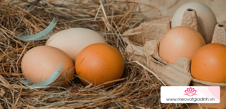 Vì sao trứng quan trọng trong bánh, cách chọn, lưu ý khi dùng trứng