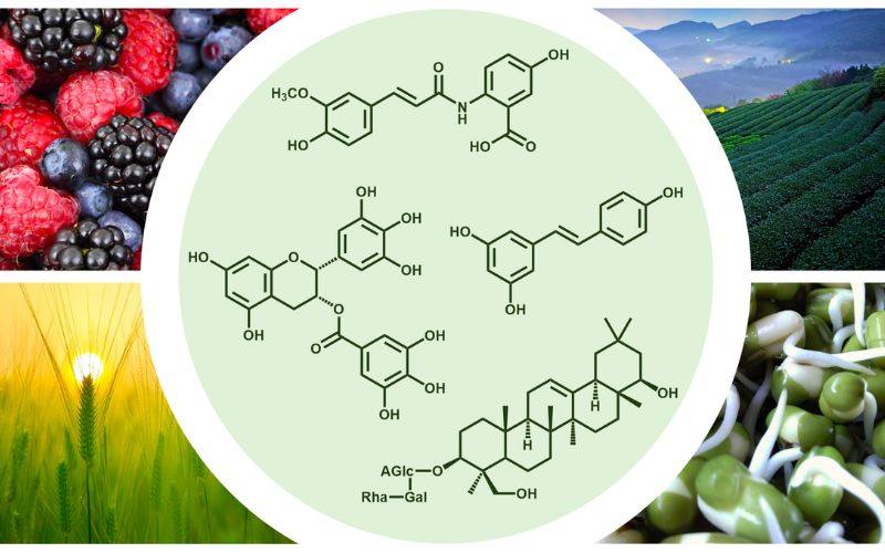 Hóa chất thực vật (Phytochemicals)