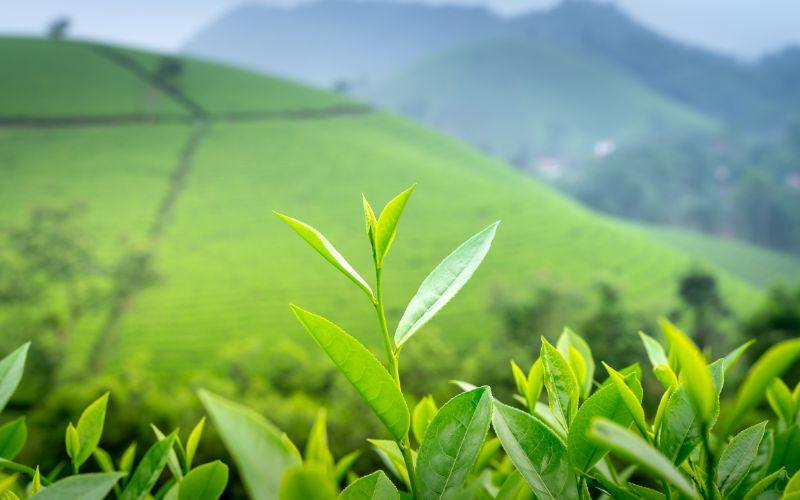 Trà xanh chứa caffeine