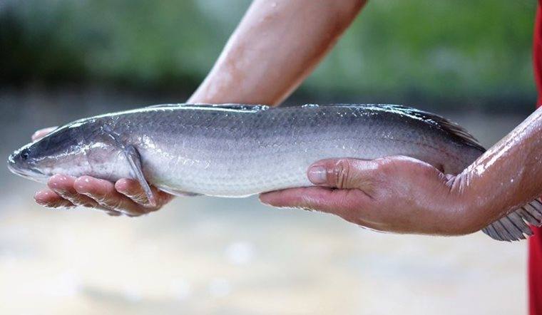 Mẹ bầu ăn cá lóc có tốt không? Lợi ích khi bà bầu ăn cá lóc